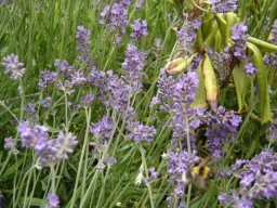 fleur_variee_20211127_1009036689